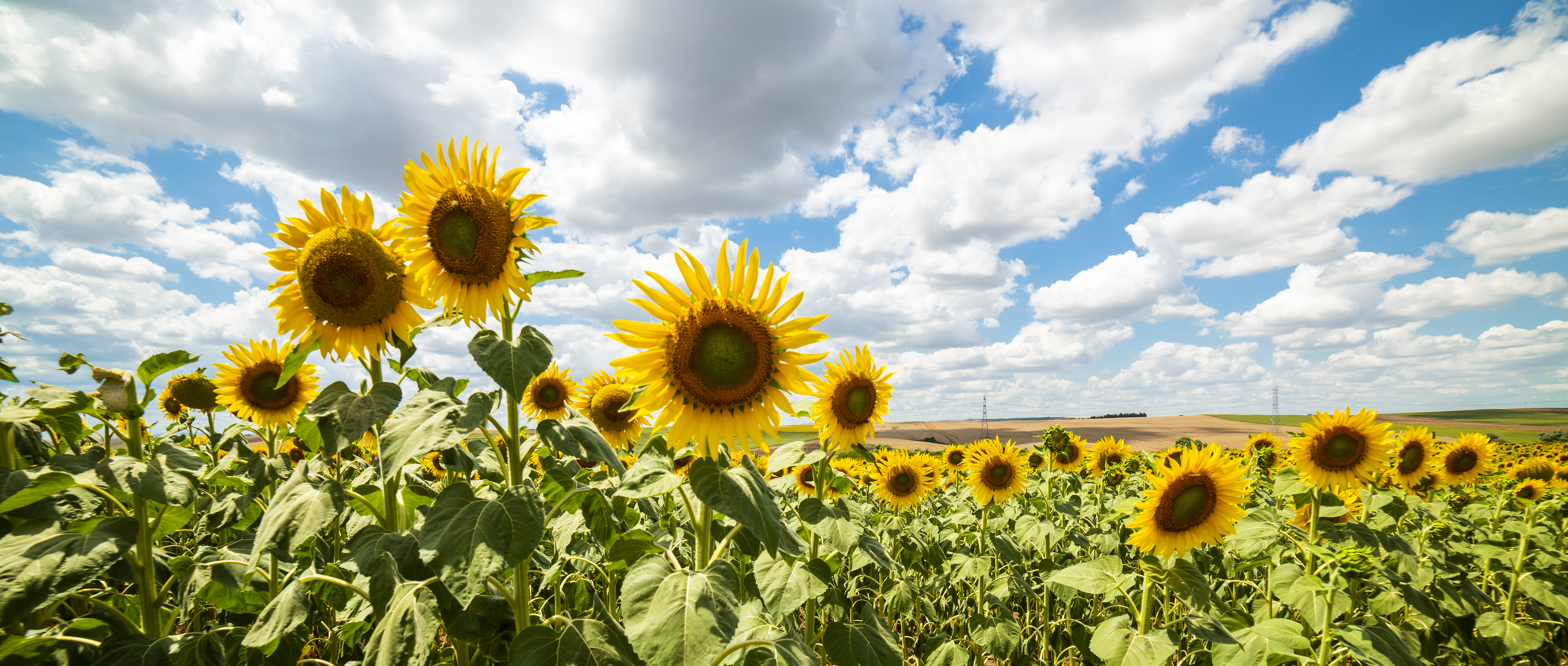 field of sunflowers